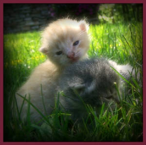 Kittens ~ FREE TO GOOD HOME (once weaned)