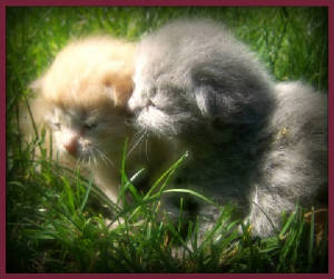 Two wittle kitties
