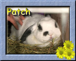 Lop for Sale ~ Patch ~ $20 OBO Click to Enlarge