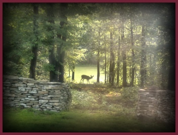 Deer in Path ~ view from our living room window